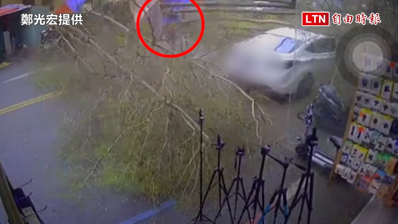 驚險！嘉市文化路夜市小葉欖仁樹倒塌 路人險遭砸中