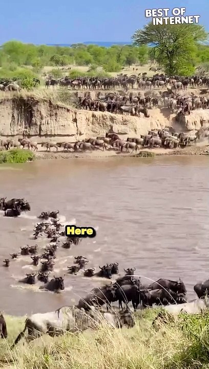 Nature's Spectacle! Witness the MASSIVE Migration of These Wild Beasts