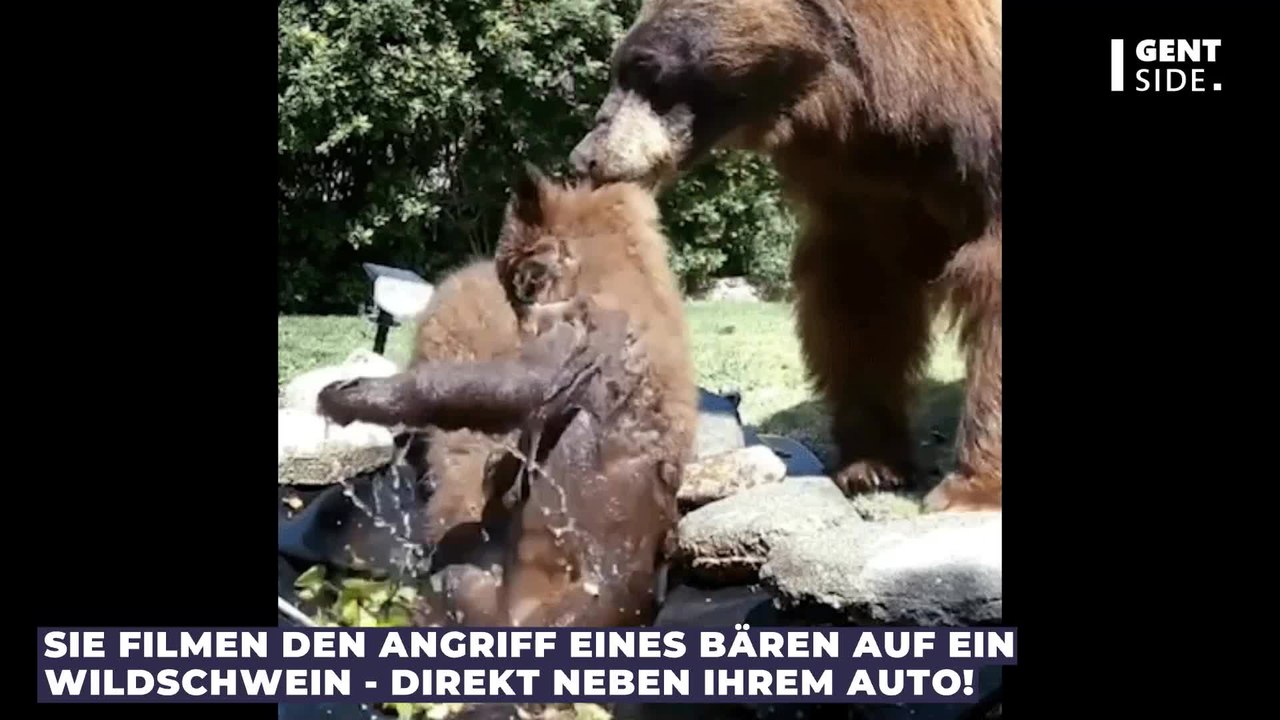 Krasse Szenen: Paar filmt Bären-Angriff auf Wildschwein