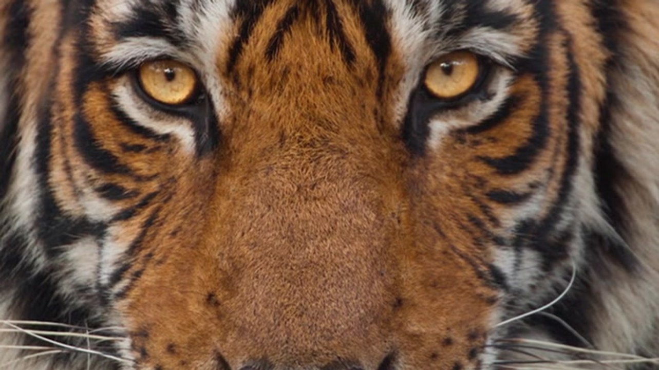 First-look trailer released for David Attenborough’s new BBC series Mammals