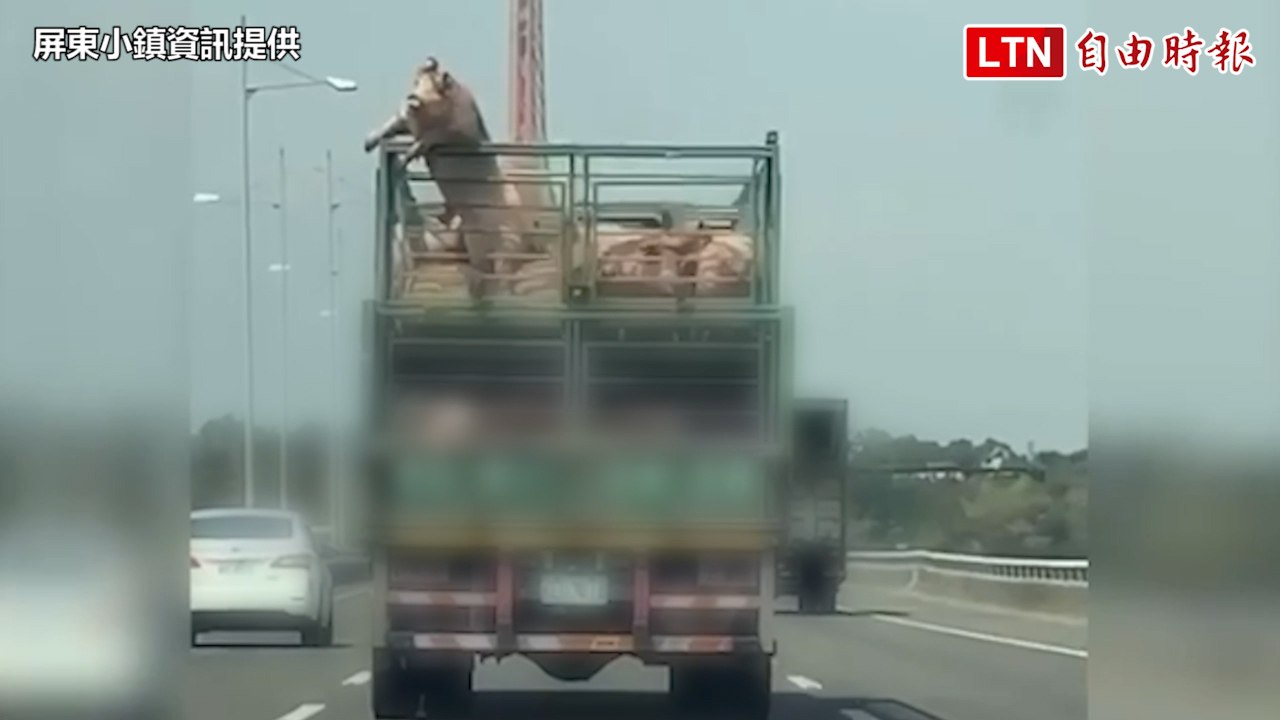 車主慘了！白豬國道上跳車慘死 警要以車追人（屏東小鎮資訊／警方提供）