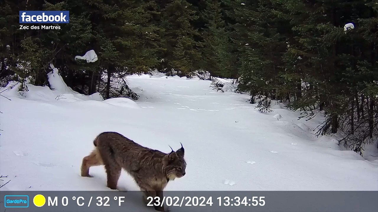 SU_kickout zec des martres