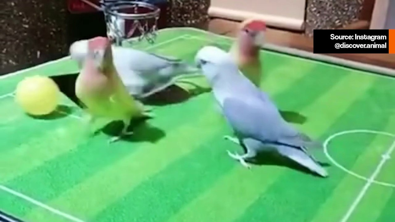 Uskomaton video: linnut kilpailevat tiukassa koripallo-ottelussa