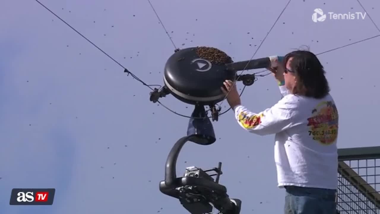 Watch how beekeeper removed swarm of bees at Indian Wells