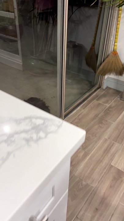 Dog Smiles At The Door