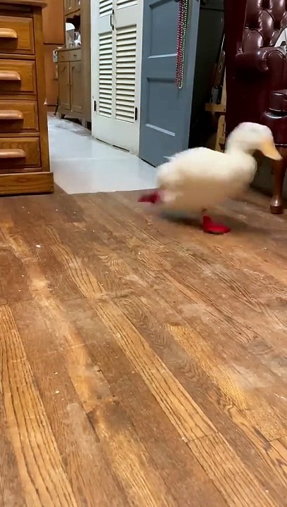 يا بطة .يا بطة يا سمينة