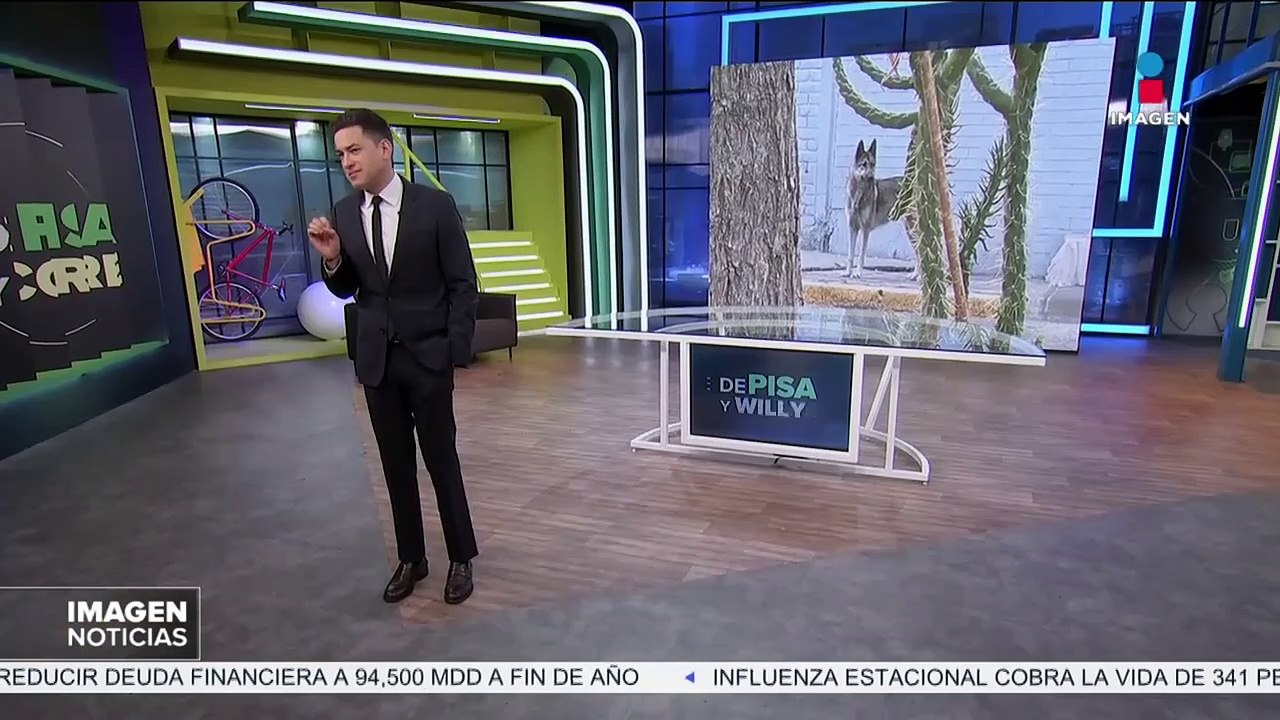 Supuesto lobo andaba suelto en CDMX