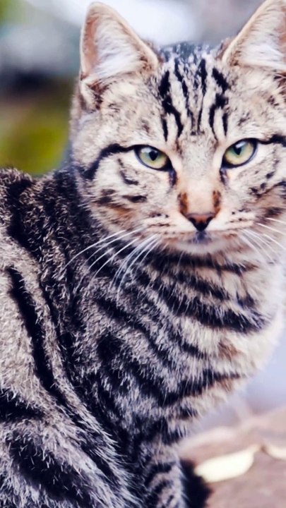 How can you tell when your cat is dying #pets_birds #cat