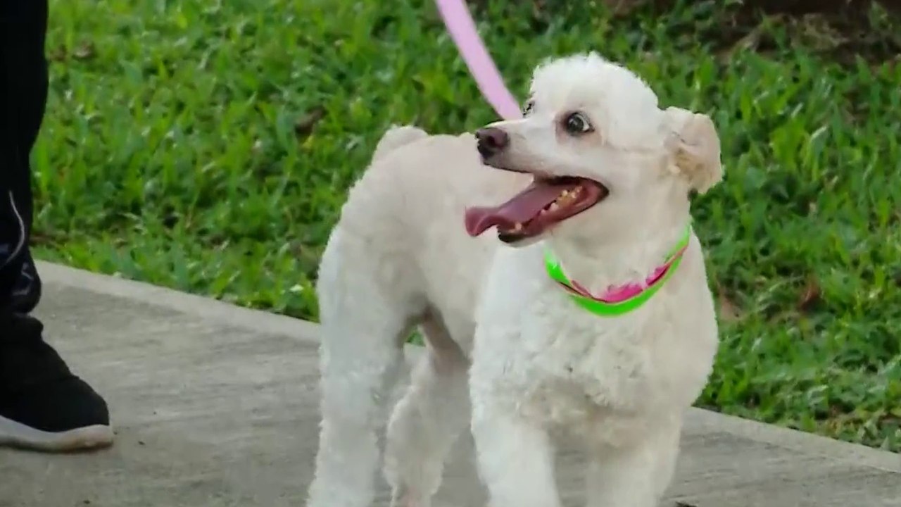 C7-alimentacionperros-200324