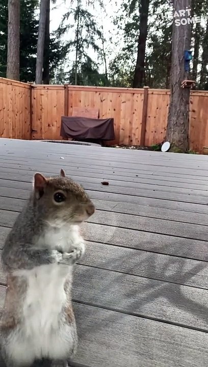 From Squabbles to Squirrelly Surprises! #HeartwarmingEncounter