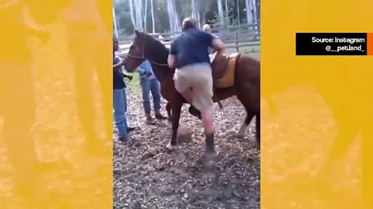 Aaseja, hevosia ja jopa kameleita: hulvaton ja kivulias video tallentaa potkufestivaalin