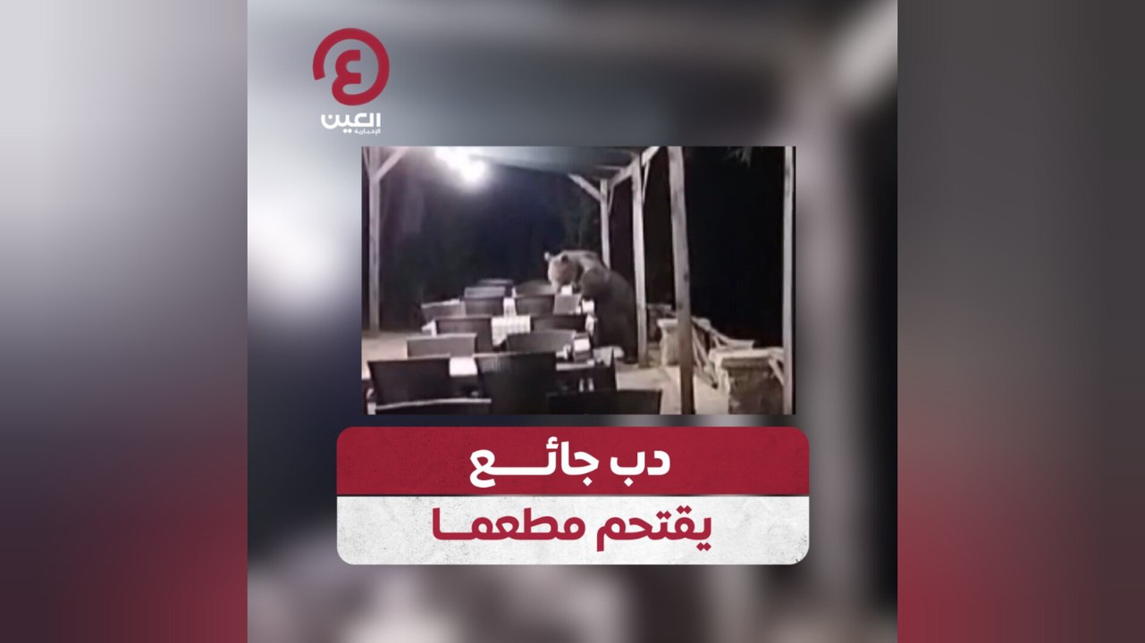دب جائع يقتحم مطعما
