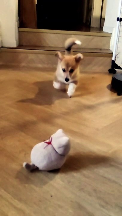 Oof #dogsoftiktok #puppydog #puppycorgi #puppy #pembrokewelshcorgi