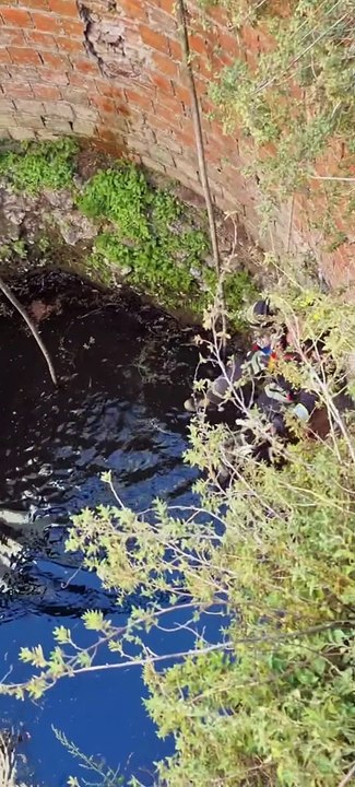 Bombeiros resgatam gato de poço em Loures