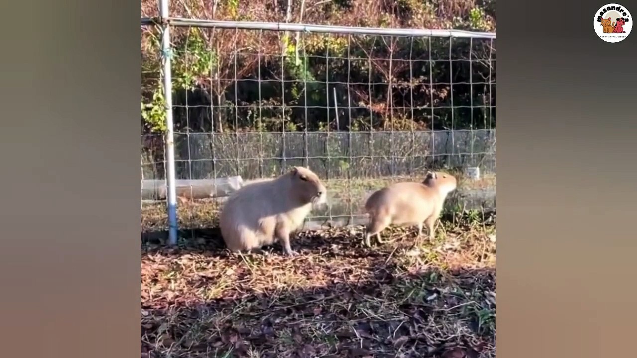 No 3 Capybaras Compilations