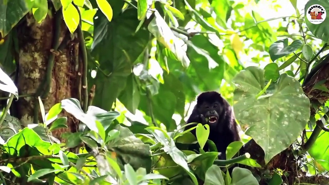 No 2 Cute Wild Animal Compilations(1)