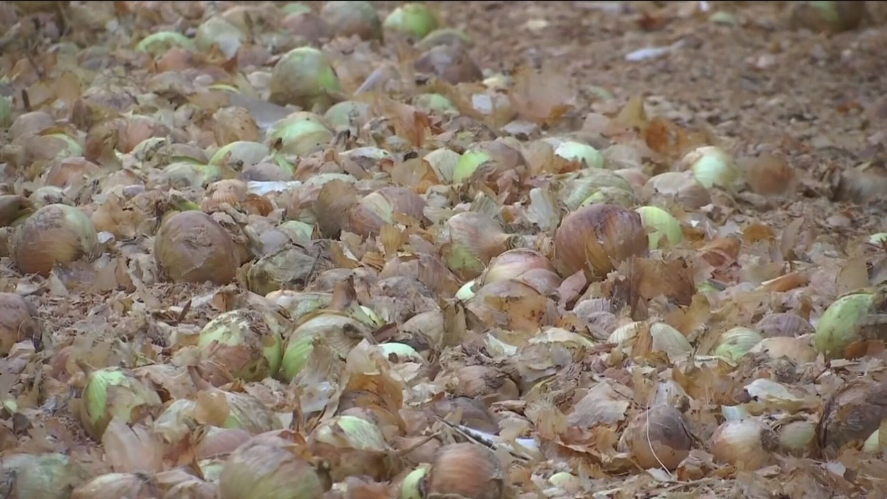 ¿Cómo se cosecha la cebolla?