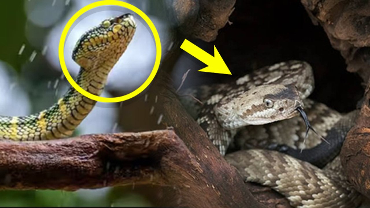 Saap Kisse Darta Hai | सांप किस चीज से डरता है | Snake Kisse Darta Hai | Boldsky