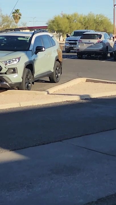 Bees Swarm SUV in Parking Lot