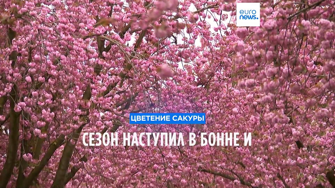 В Токио и Бонне - сезон цветения сакуры