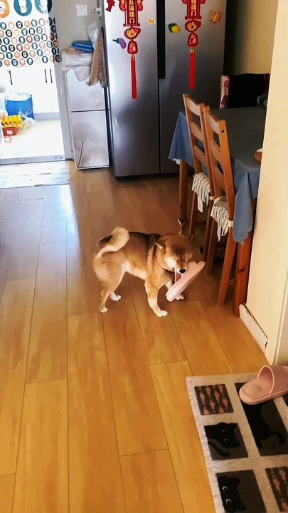 A dog is playing with shoe I  funny video lodge