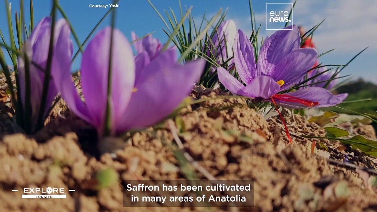 Safranbolu is a Turkish town with fairytale Ottoman houses where ‘red gold’ grows in abundance
