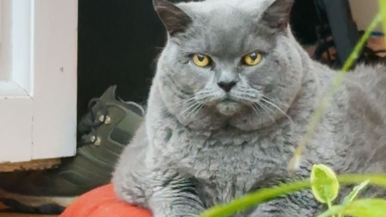 Chonky Senior Cat Exercises For The First Time
