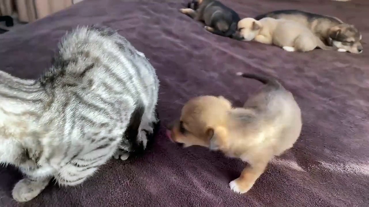 Funny Cat Reaction to Puppies [Kitty sees them for the First Time]
