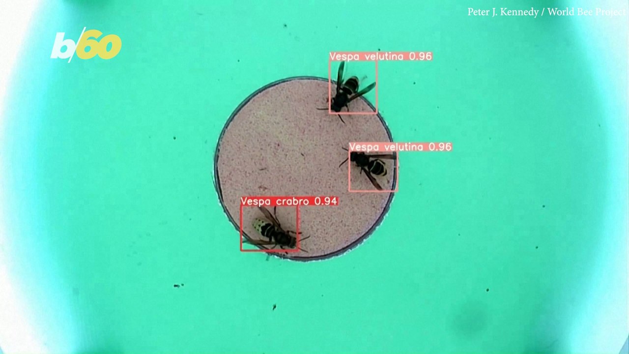 English AI System Used to Monitor and Save the Bees