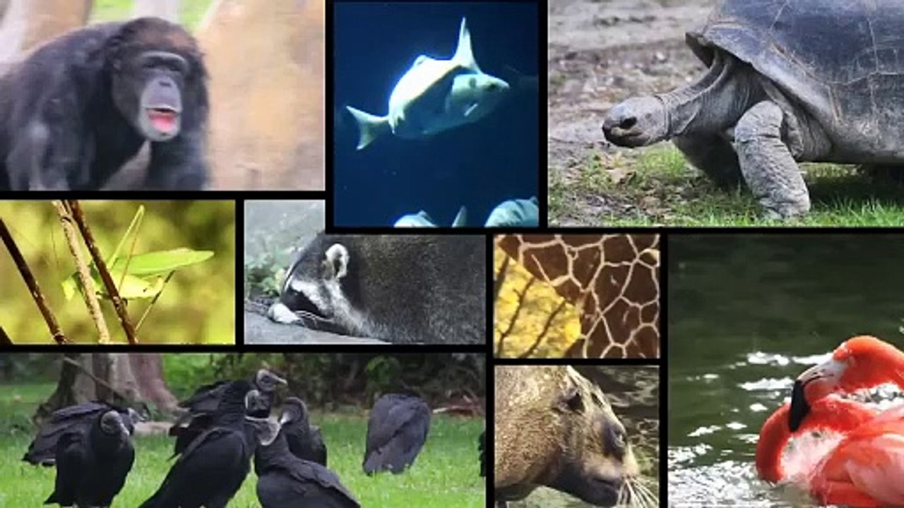 This Animal Is Far and Away Responsible for Spreading More Viruses Than Any Other