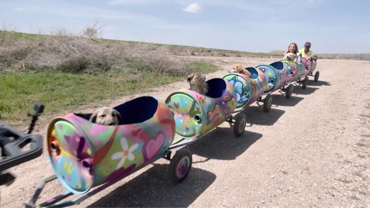 Disabled Dogs Ride This Colorful Train for Their Daily Outing