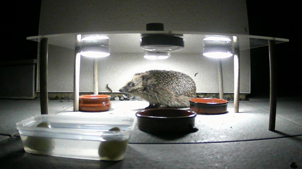 Liverpool research project studies personality of urban hedgehogs as numbers stabilise