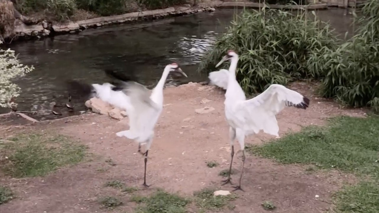 Zoo animals exhibited "erratic" reactions during total solar eclipse