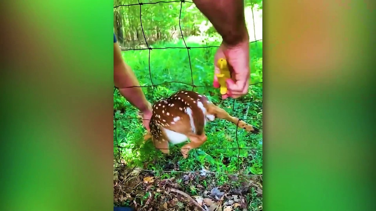 30 Animals That Asked People For Help & Kindness Caught On Camera !