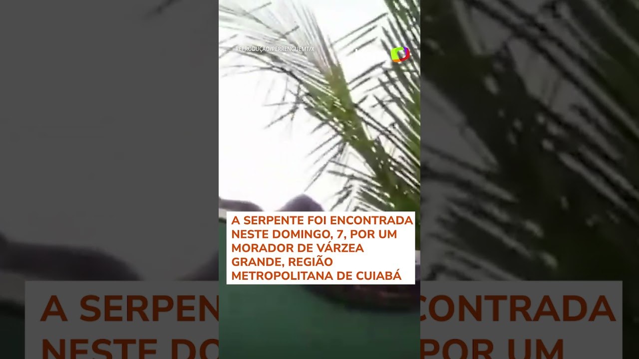 Sucuri de cerca de 5 metros é flagrada em muro de casa em MT #shorts