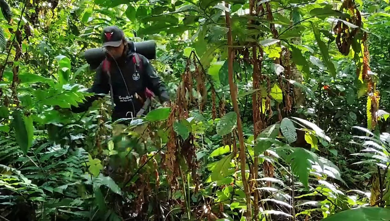 Build a bamboo buscraft camp || catch and grill fish | Solo camping - buscraft