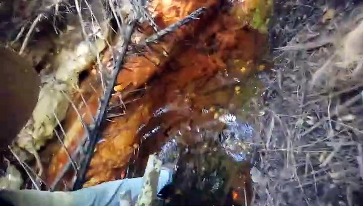 O Coco Dendê (oferece um óleo anti-inflamatório)