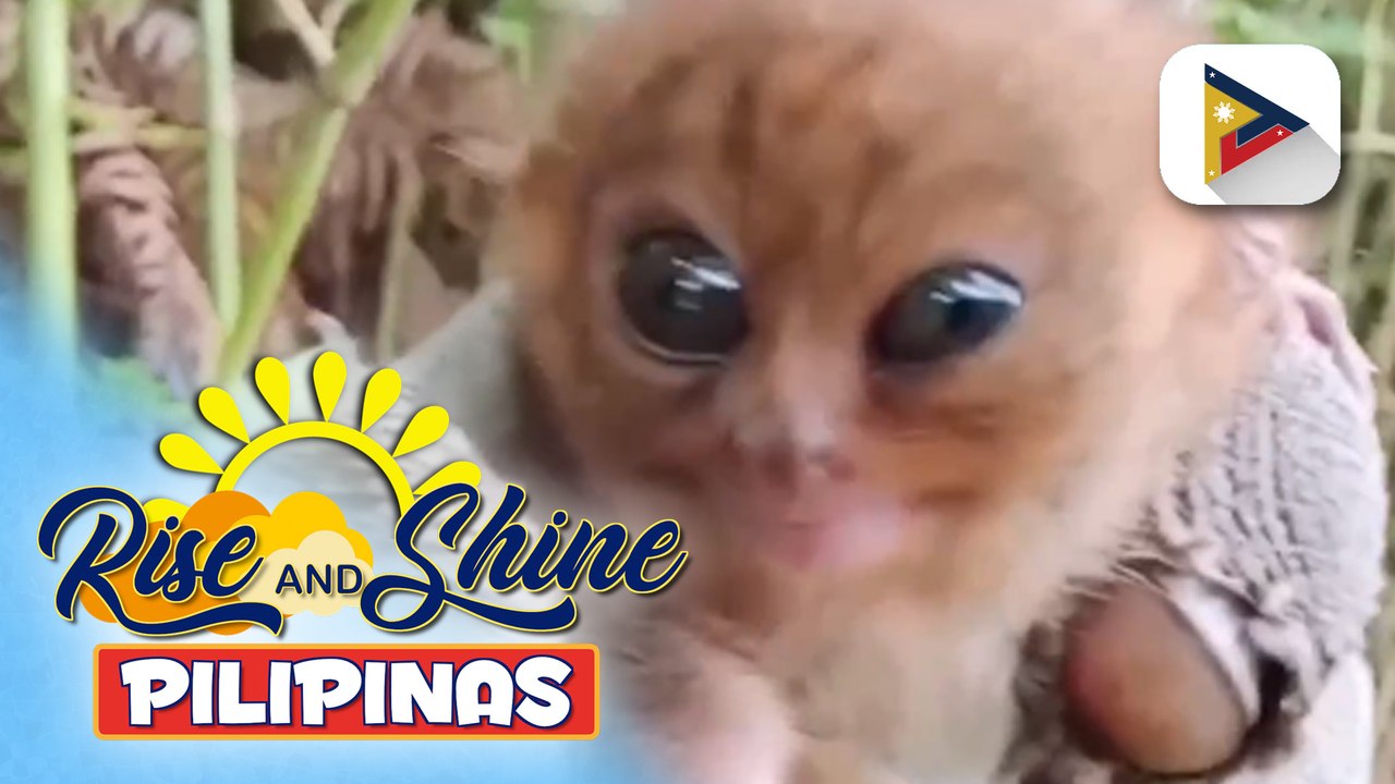 Pambubulabog ng ilang vloggers sa dalawang Tarsier sa South Cotabato, kinondena ng Philippine Tarsier Foundation;