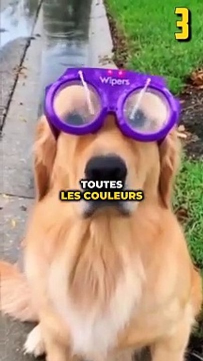 9 MYTHES SUR LES CHIENS !