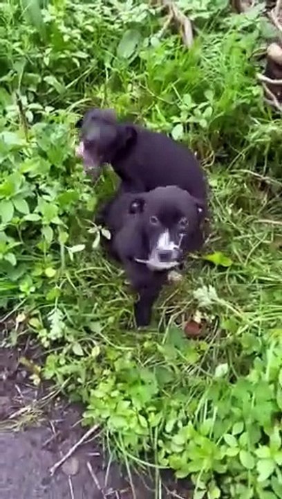 Puppies left abandoned at side of the Fishwick Bottoms