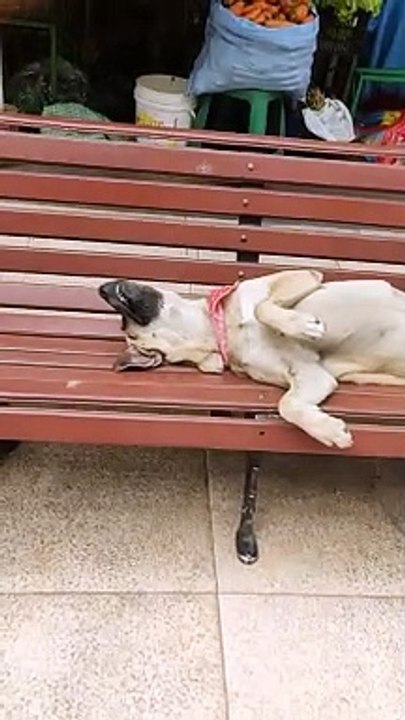 Froilán el Perrito Chapaco