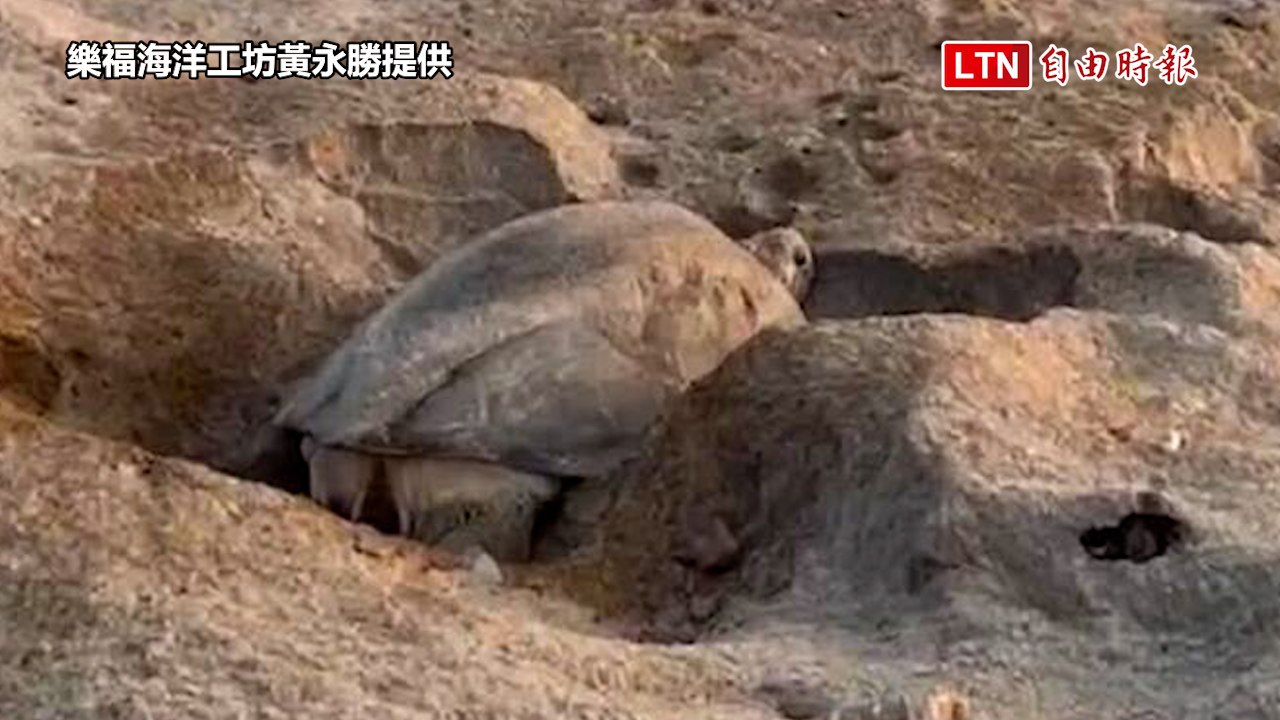 澎湖杭灣首次目睹綠蠵龜登陸產卵 🐢