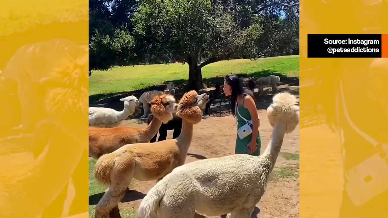 Video varoittaa: älä yritä suudella alpakkaa