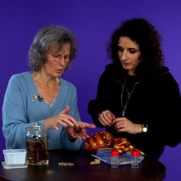 Comment vaincre sa phobie des araignées ?