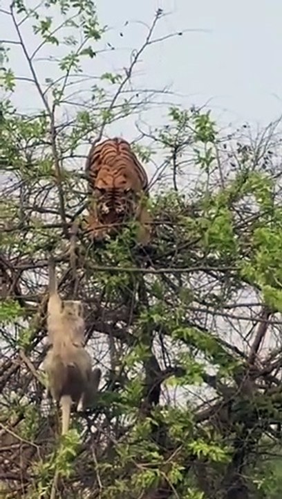 Ce tigre ne peut rien faire face à un singe dans un arbre
