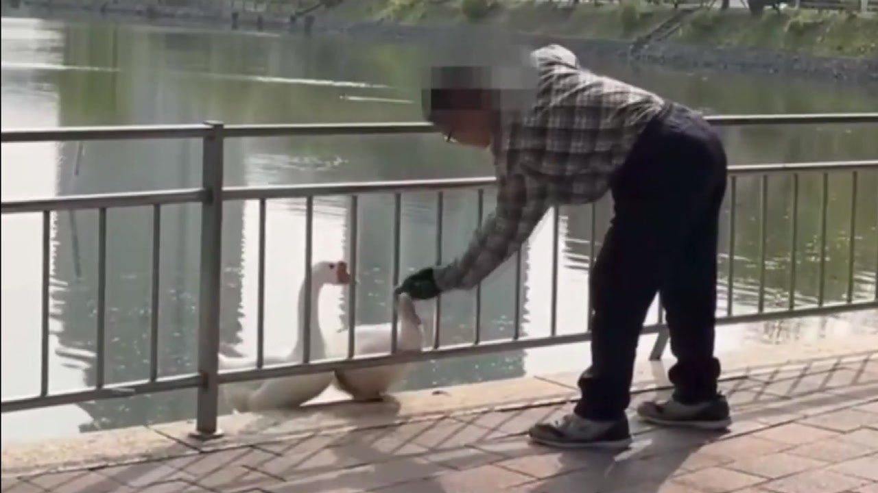 건국대 마스코트 거위 '건구스' 때린 남성...경찰 수사 / YTN