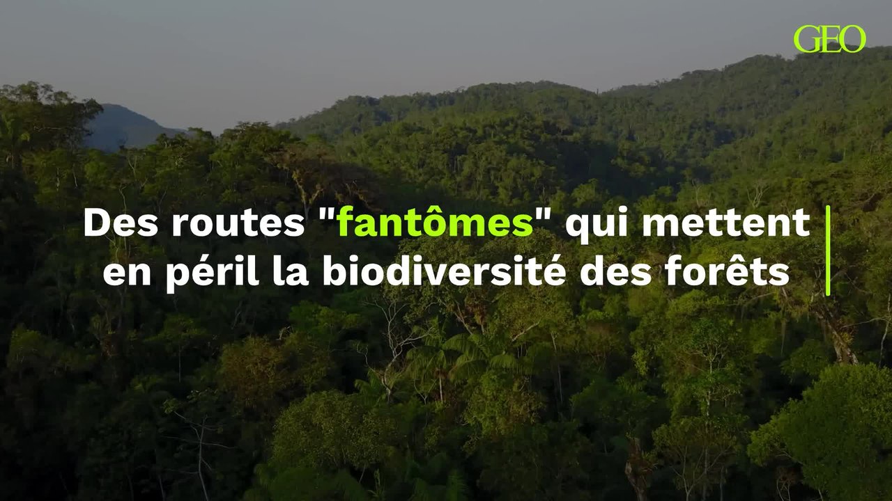 Un vaste réseau de "routes fantômes" permet de secrètement saccager des forêts à la biodiversité exceptionnelle