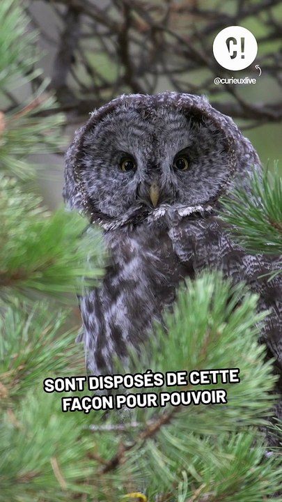 Pourquoi les chouettes ont des oreilles asymétriques ?!