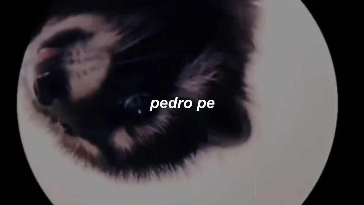 pedro pedro pedro pe