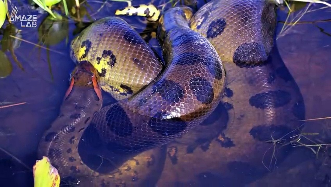 Paleontologists Discover Fossils of Largest Snake to Have Ever Lived